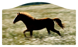 DASHELL-340 Gone Riding